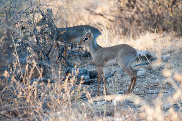 Dik Dik  little Antelope in the savannah