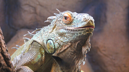 Close-up portrait of big green iguana
