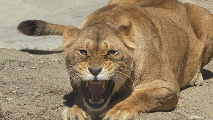 Aggressive lion female attacking, front view