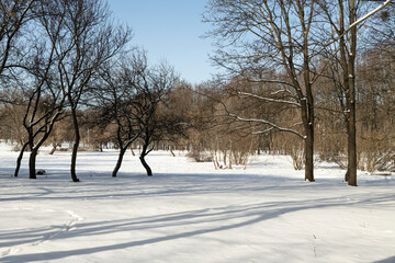 Sunny winter day in the park, shadows on the snow from trees trees