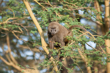 baboon sitting on a tree