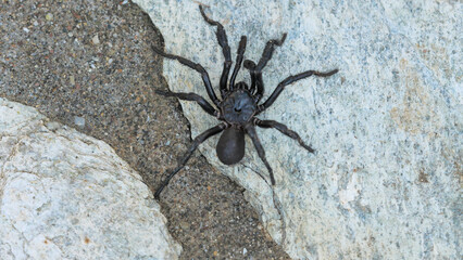 Giant black tarantula spider walking away on wall