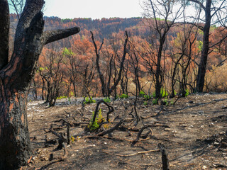 Colorful dry leaves and black trunks of burnt trees in the forest of Skopelos