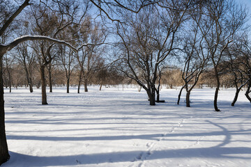 Sunny winter day in the park, shadows on the snow from trees trees