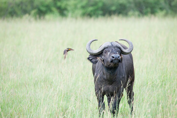 cape buffalo in the savannah