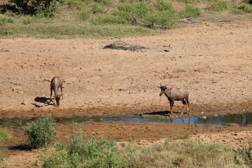 Leierantilope im Tsendze River / Common tsessebe in Tsendze River / Damaliscus lunatus