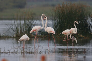 This breathtaking image captures a flamingo in its natural habitat at Bhigwan, Maharashtra, a renowned birdwatching destination. With its elegant long legs, curved neck, and striking pink feathers, 