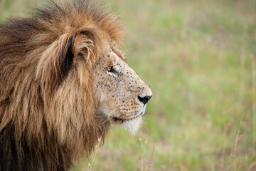 male lion portrait