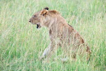 lioness in the grass