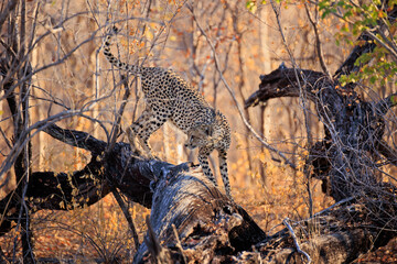 Gepard © Andreas Edelmann