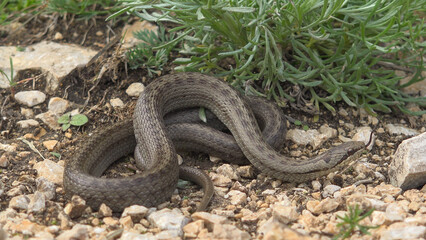 Close-up of smooth snake (Coronella austriaca) on mountain path