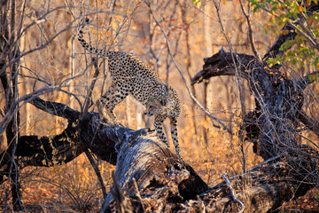 Gepard