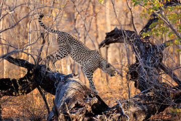 Gepard © Andreas Edelmann