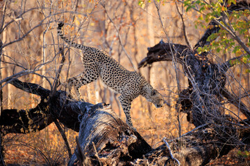 Gepard