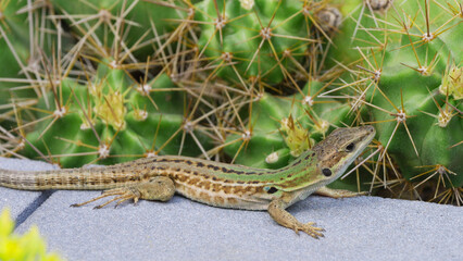 Italian wall lizard (Podarcis siculus) basking near cactus
