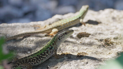 Couple pair male and female of italian wall lizards (Podarcis siculus) baskin