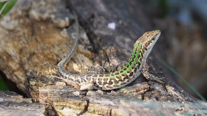 Italian wall lizard (Podarcis siculus) young beautiful male on wood stump