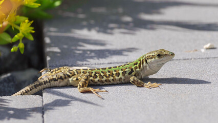 Young beautiful Italian wall lizard male (Podarcis siculus) basking on stone