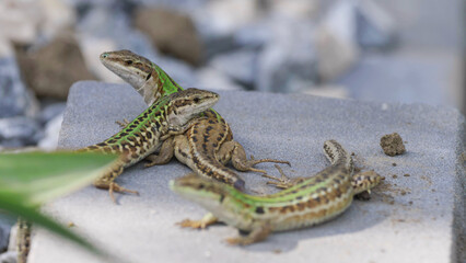 Three Italian wall lizards (Podarcis siculus) on a stone