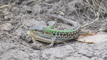 Cannibalism behavior of Podarcis siculus male predating smaller female