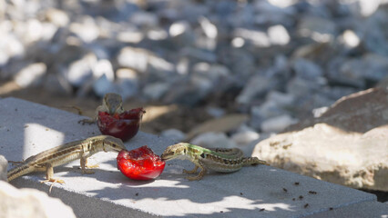 Few Italian wall lizards (Podarcis siculus) eat fruits fallen on ground