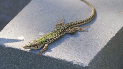 Italian wall lizard (Podarcis siculus) young male sunbathing on a stone brick