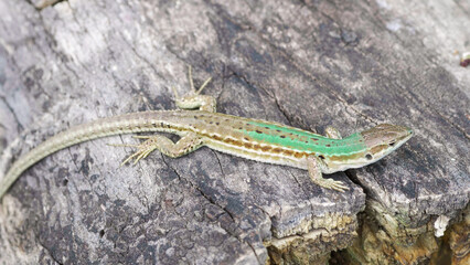 Italian wall lizard (Podarcis siculus) female warming up on a wood log