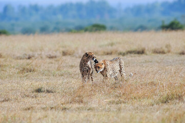 Cheetah roams through its territory