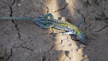 Dead italian wall lizard (Podarcis siculus) on arid ground