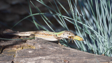 Italian wall lizard (Podarcis siculus) eating a big grasshopper