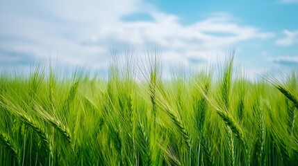 Obraz premium Vibrant Green Barley Field Under a Summer Sky
