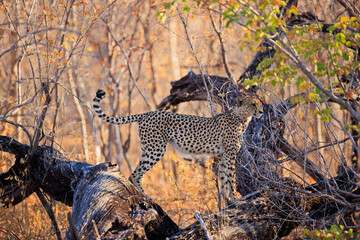Gepard