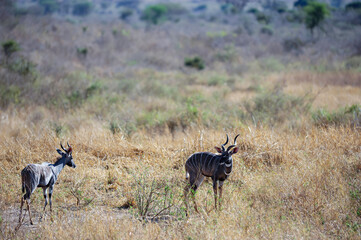 Antelope in the savannah