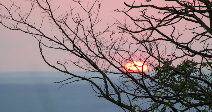 Empty tree branches silhouette with sunset in background