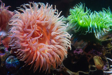 El Encanto de los Tentáculos