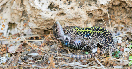 Italian wall lizard (Podarcis siculus) males fighting