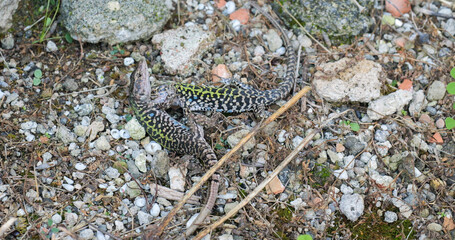 Fight between two males of Italian wall lizard (Podarcis siculus)