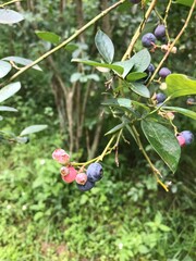 blueberries on the branch