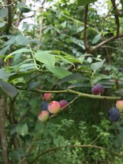 blueberries on a bush