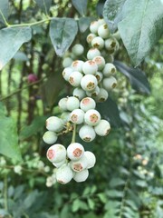 Green blueberries