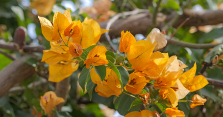Close-up of orange paper flowers (Bougainvillea) variety