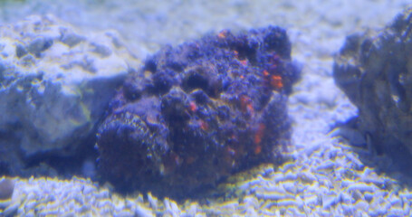 The dangerous stonefish (Synanceia verrucosa) camouflaging on seabed