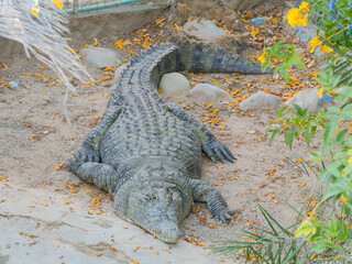 The Nile crocodile (Crocodylus niloticus) in the natural reserve