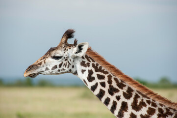 Giraffe Herd in the Savannah of Kenya