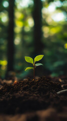 Fototapeta premium Young seedling emerging through forest ground, symbolizing resilience and natural renewal
