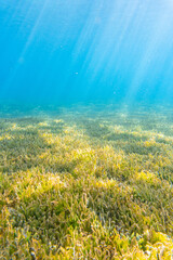 Seagrass bed underwater in a tropical ocean illuminated by sunlight rays. Saint Lucia.