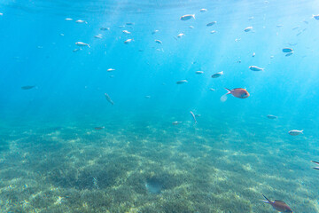 School of fish swimming above a seagrass bed in the clear blue waters of the Caribbean sea in Saint Lucia.