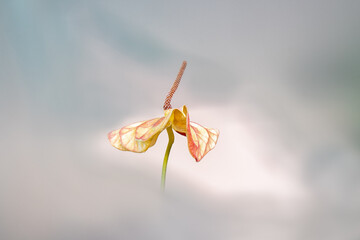 close up of yellow and red Anthurium flower