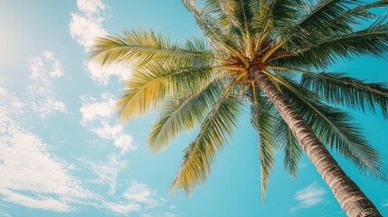 Tropical Paradise: A Majestic Palm Tree Under a Sunny Sky
