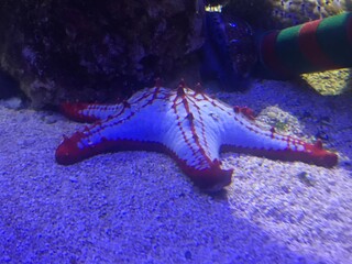 starfish